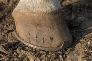 Shod Horse Hoof