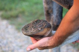 Should Your Shoe Your Horse or let them go barefoot? A Barefoot Horse Hoove