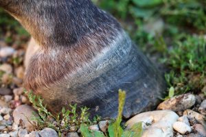 Closeup of Horse Hoof on Rocky Ground