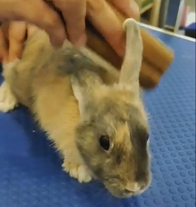 A Rabbit Getting Groomed