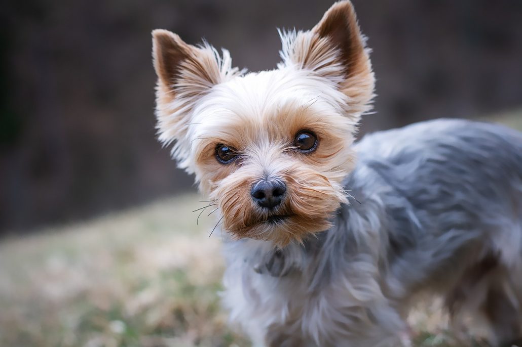 A close-up of a tiny Yorkie dog