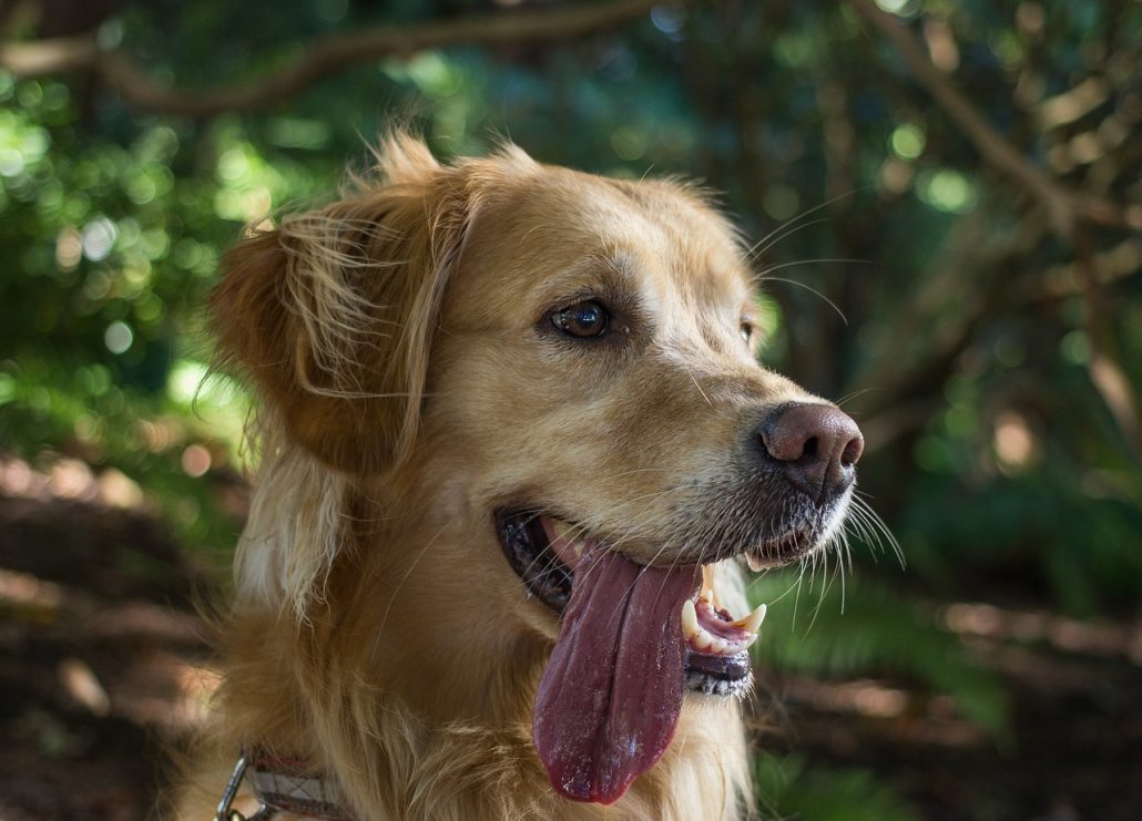 A Golden Retriever panting outside in the heat with his tongue hanging out