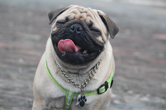 Extreme heat affects our pets