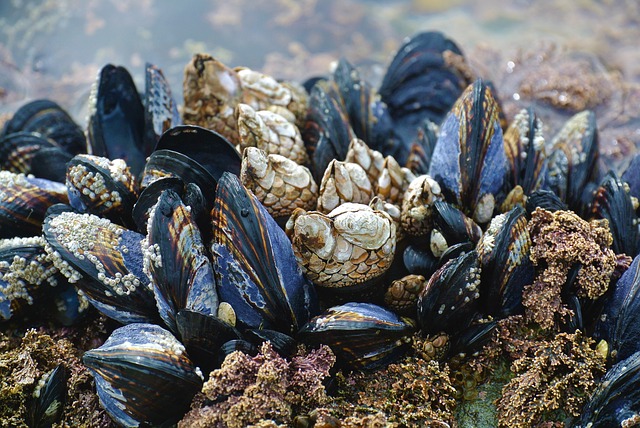 Extreme heat affects marine life