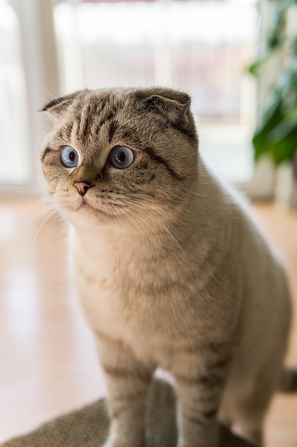 Do Cats Get Lonely? Cat with Blue Eyes