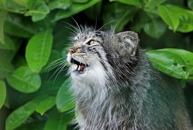 Lonely Cats Meow Loudly and Often Cat Meowing Outside