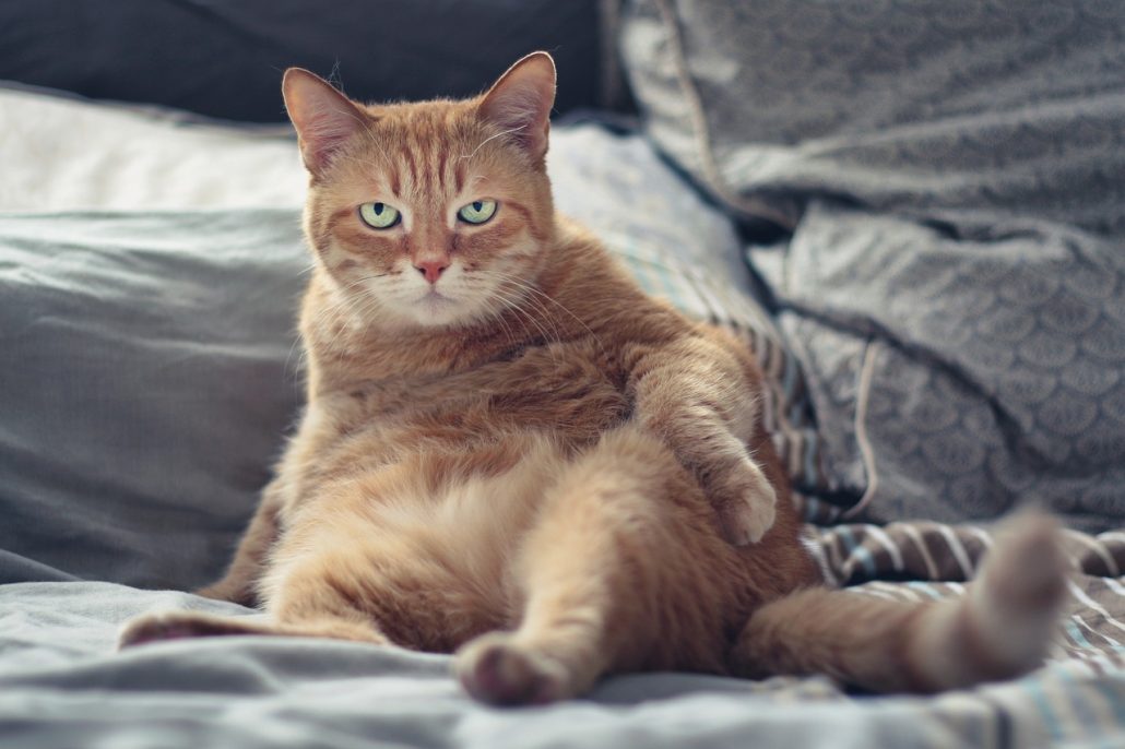 Does Your Cat Get Lonely? Tabby cat cleaning his fur