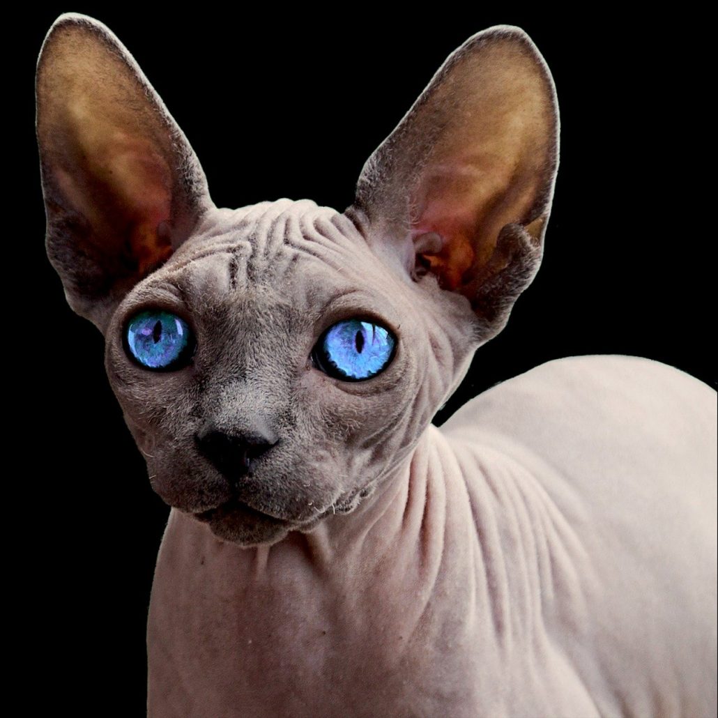 The Hairless Sphynx Cat with large blue eyes against a black background