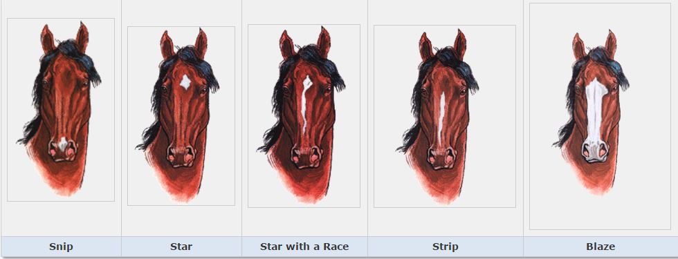 Equine Facial Markings