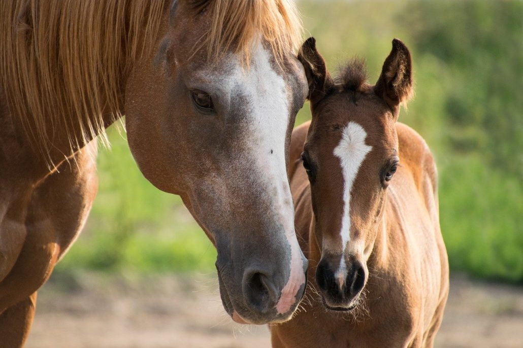 Older White-Faced Horse with a Young Colt