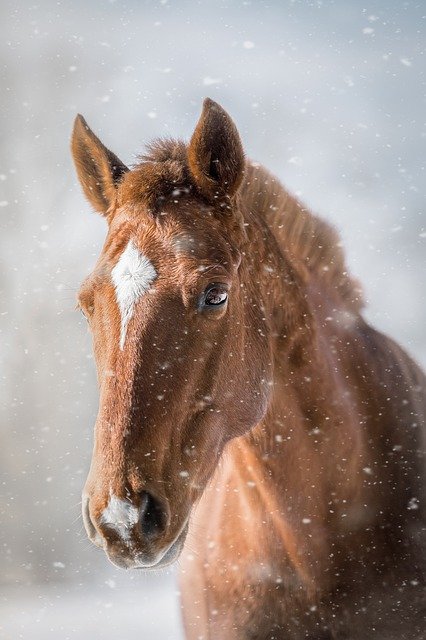 Horse Markings Distinguish Individual Equines