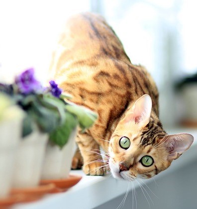 Bengal Cats Share Common Cat Traits