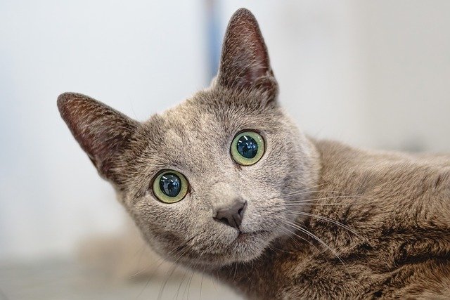All Cats Have 2 Common Traits