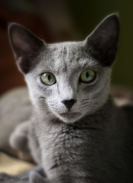Common Cat Traits Define their Needs