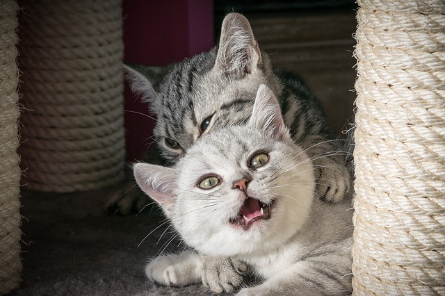 Playing Kittens Around Scratching Posts