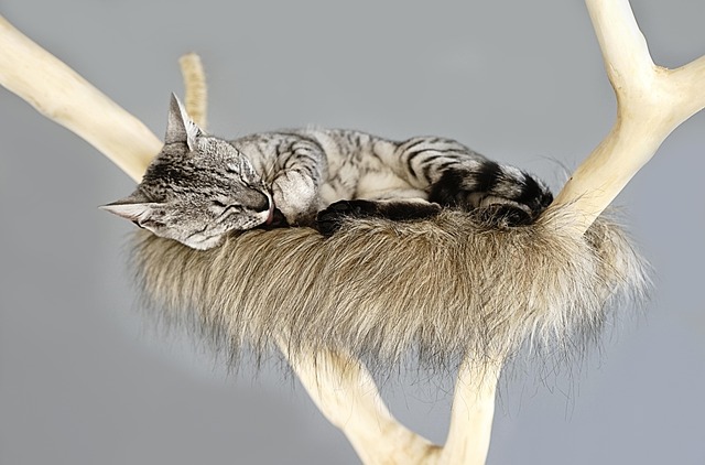Gray Cat Sleeping in a Vertical Nest