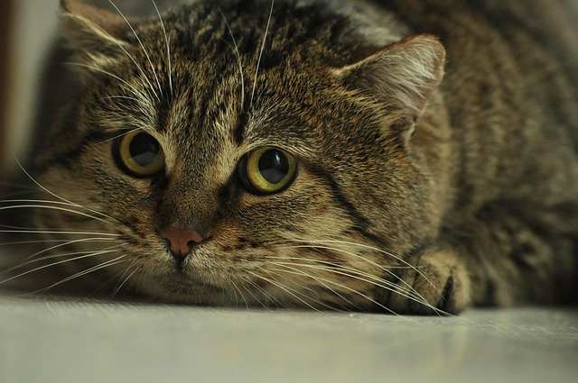 Gray Cat Looking Fearful
