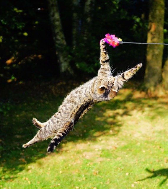 Cat Jumping in the Air for a Toy