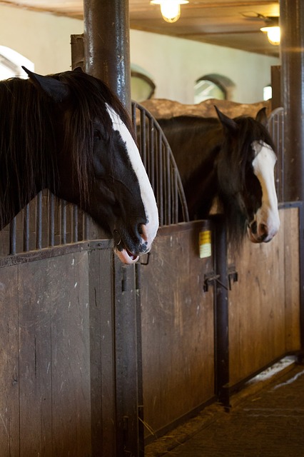 Horses in stalls with artificial lighting to trigger spring shedding