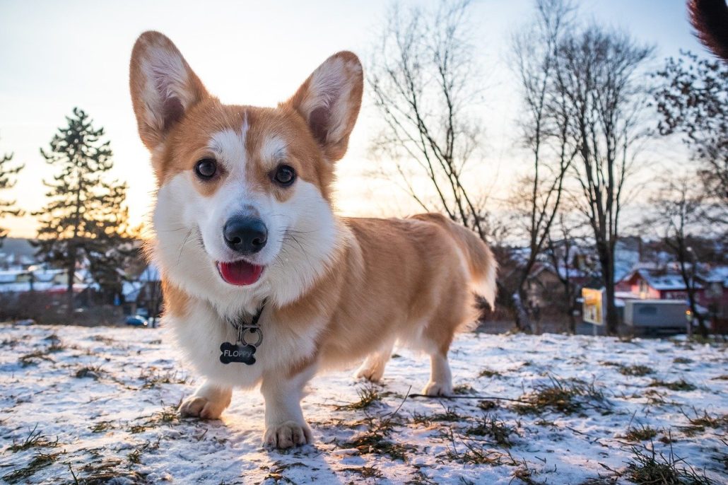 A Brown and White Corgi Standing Outside in the Snow Looking into the Camera