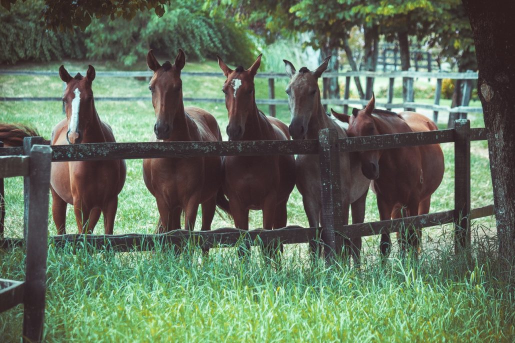 A Group of Horses Gathered at the Fence of a Pasture
