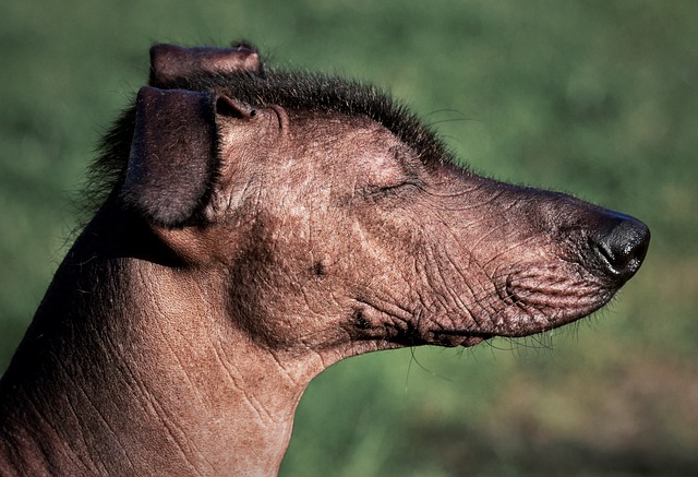 The Mexican Hairless Dog
