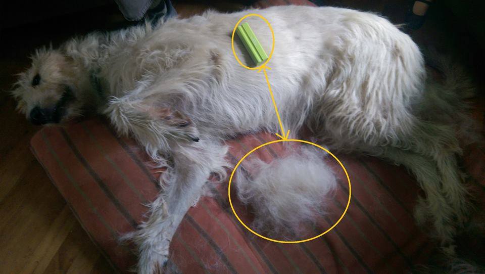 Regular Brushing Helps Prevent Pet Matting
