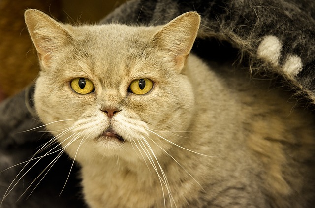 Old Yellow Cat
