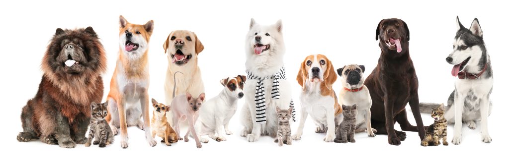 A Banner of a variety of Dogs and Cats