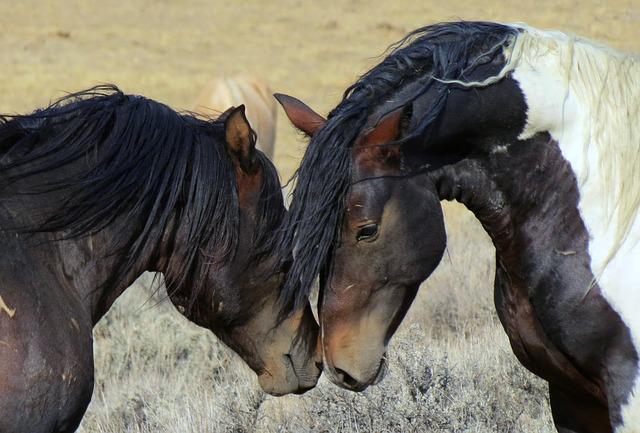 Two Wild Horses Nuzzling Each Other