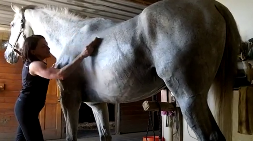 White and Gray Horse being Groomed by Woman