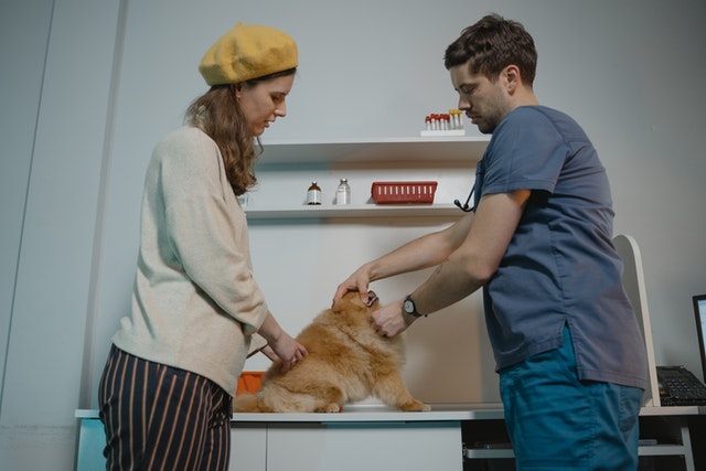 Young Woman with Vet and Small Dog