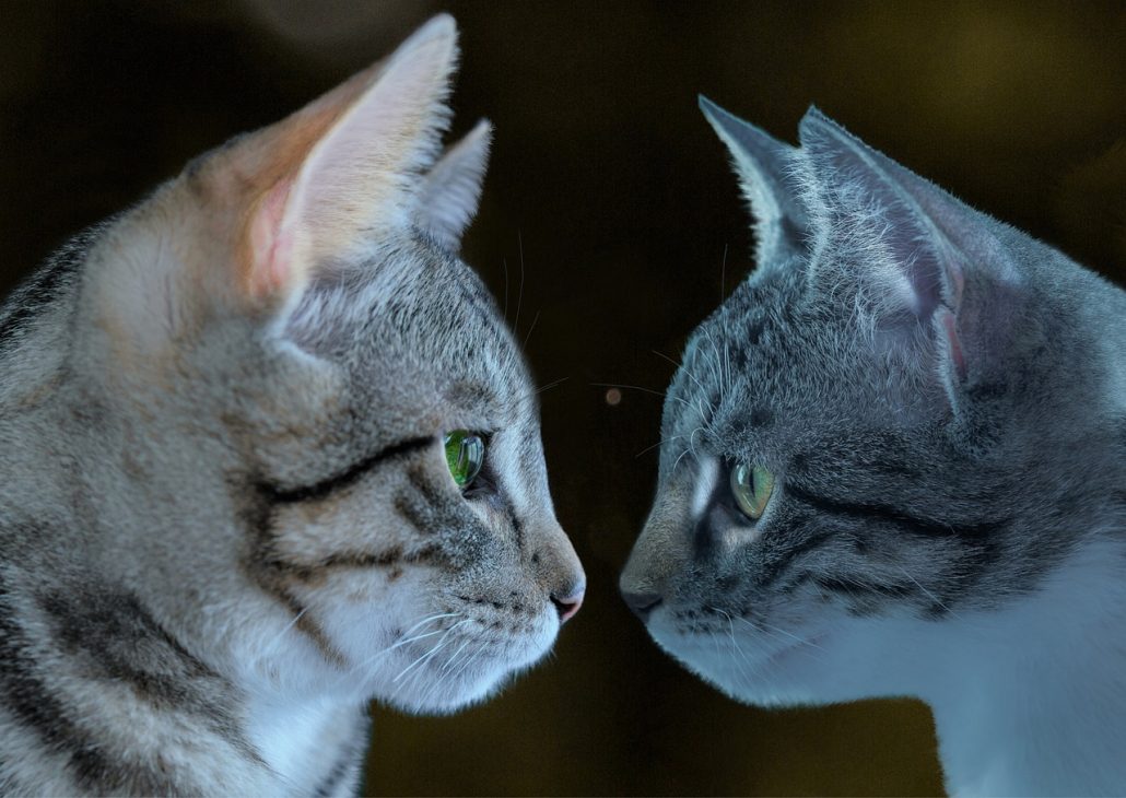 A Gray tabby cat and his mirror reflection