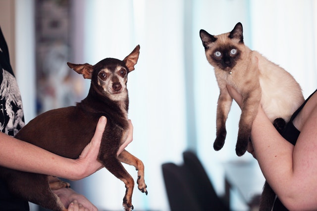 A Chihuahua and Siamese Cat Being Held by People Facing the Camera