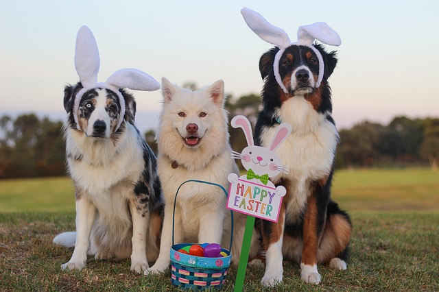Three dogs lined up with an Easter Basket, sign and two wearing bunny ears