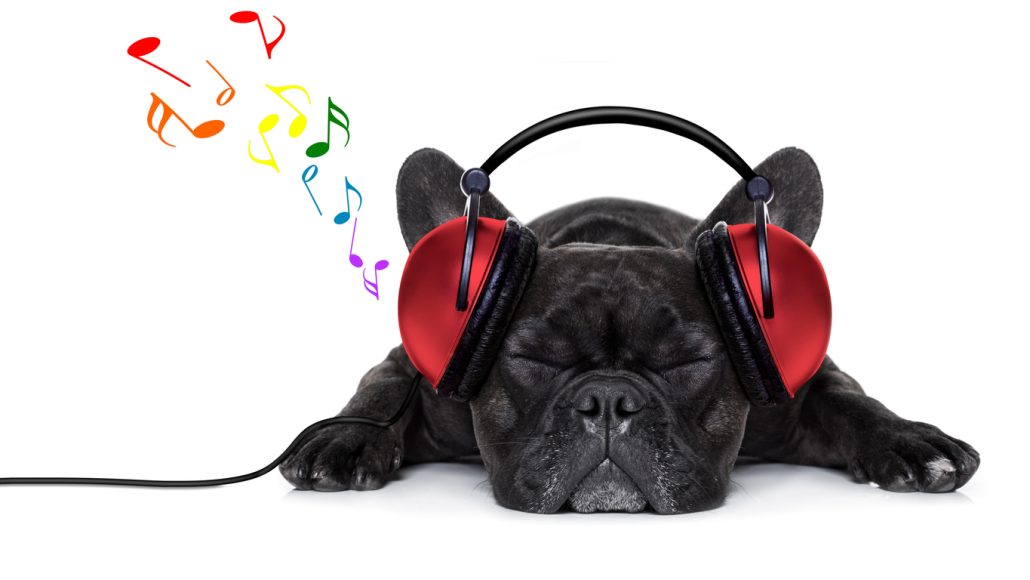 Bulldog Laying Down and Listening to Music with Headphones