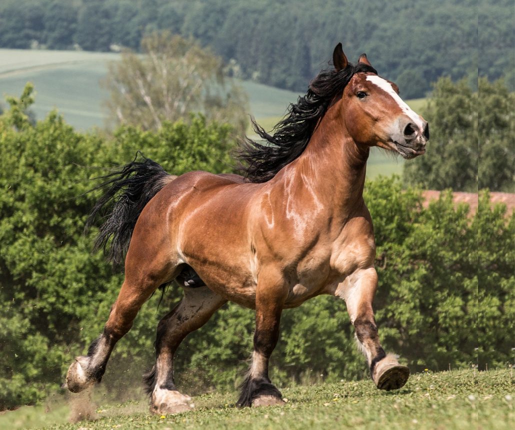 A muscular stallion running through a pasture