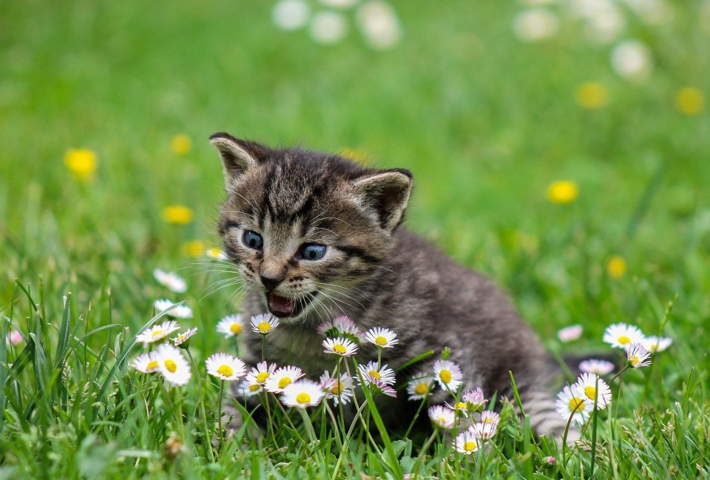 A tiny gray kitten with blue eyes meowing at a tiny daisy in a field