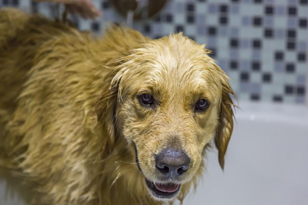 A wet, large Golden Retriever dog after being bathed