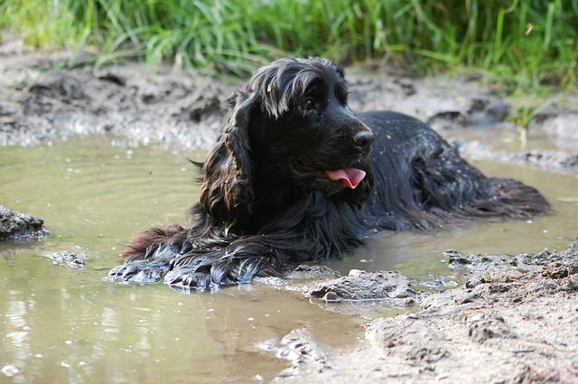 Black Cocker Spaniel Laying in a Mud Puddle