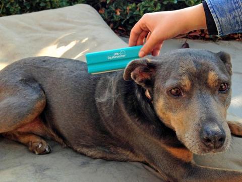 Small Brown Dog being brushed with the EquiGroomer