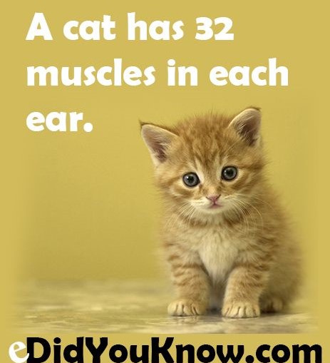 Cats Have 32 Muscles in Each Ear