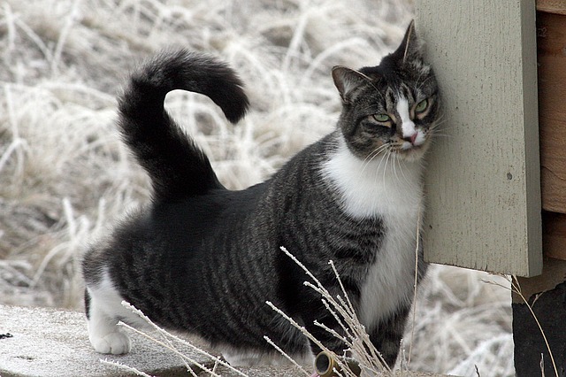 Black and White Cat Rubbing Scent Against a Wall