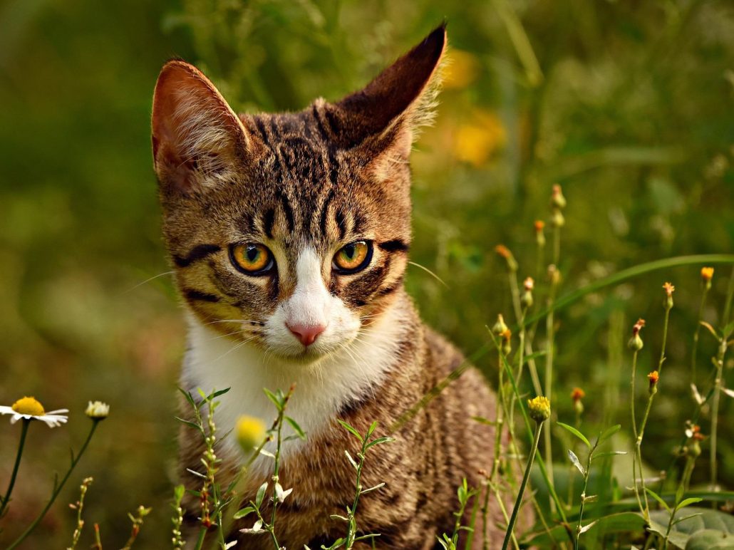 A Brown and White Cat with Golden Eyes sitting in a field