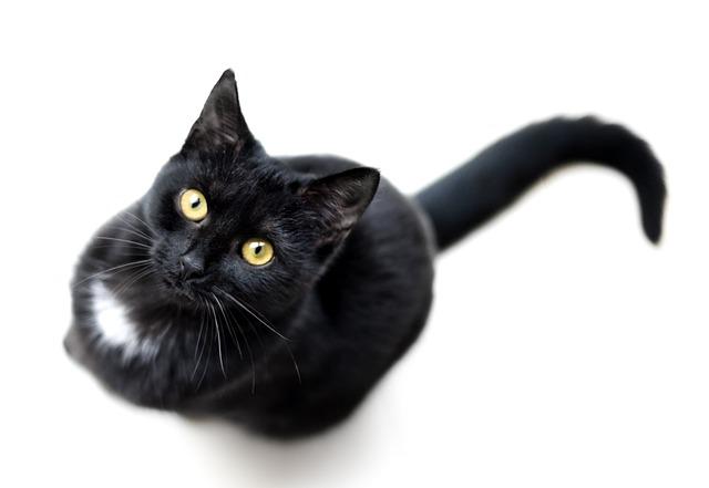 Black Cat Looking up into the Camera