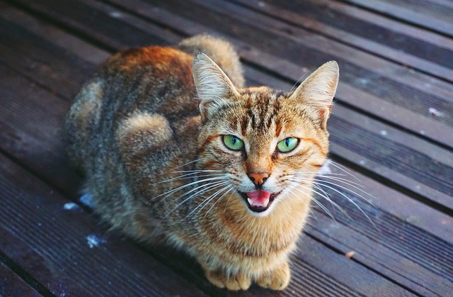 Meowing Cat Laying on Wooden Deck