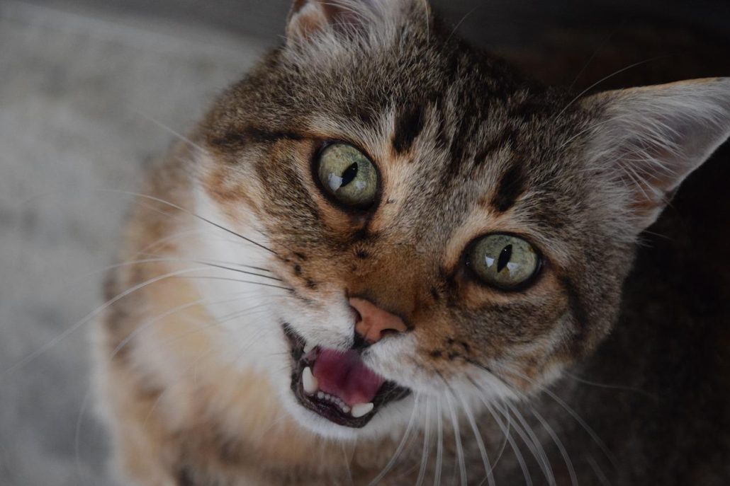 Large brown, white and black cat meowing into the camera