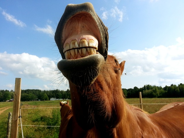 Horse With Open Mouth Showing Teeth
