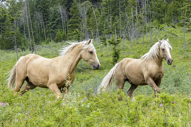 Quarter Horses Running in a Field