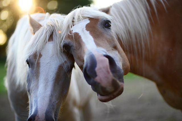 Two Brown Horses Nuzzling and Looking into the camera